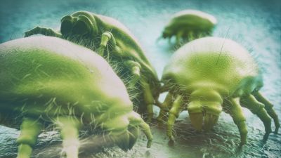 Ácaros microscópicos - Proteja a sua família com limpeza antiácaro - Casa em Dia Maia