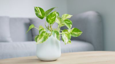 Planta verde purificadora de ar em vaso branco sobre mesa - melhore a qualidade do ar - Casa em Dia Maia